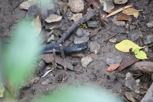 Naja sumatrana observed 2026-10-19