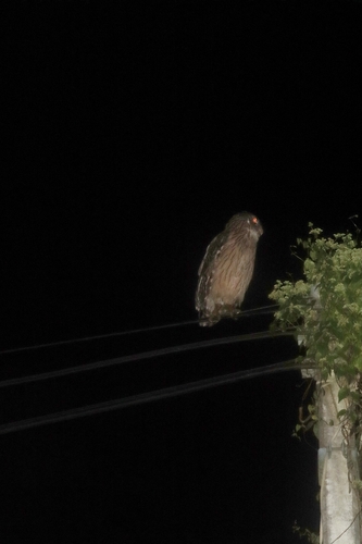 Ketupa zeylonensis, 2026-10-19