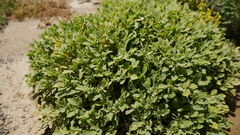 Anastatica hierochuntica