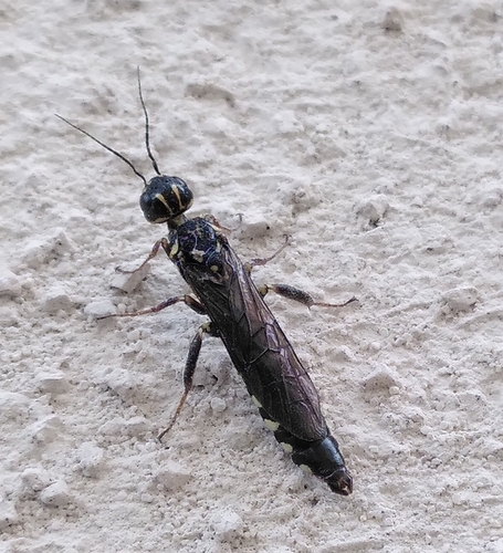 maple wood wasp