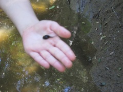 Pseudacris hypochondriaca