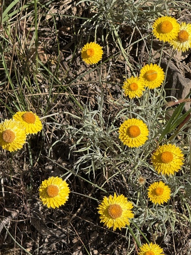 Leucochrysum albicans observed 2026-10-19