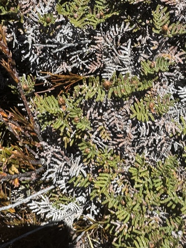 Gleichenia dicarpa observed 2026-10-20