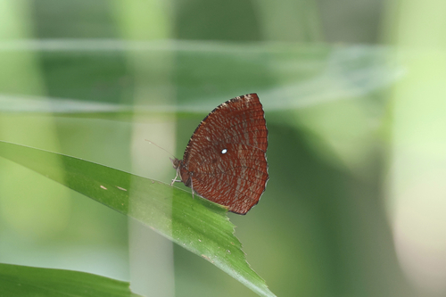 Elymnias hypermnestra