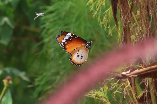Danaus chrysippus