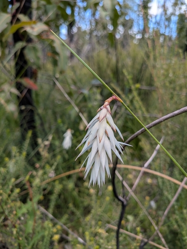 Johnsonia lupulina, 2026-10-20