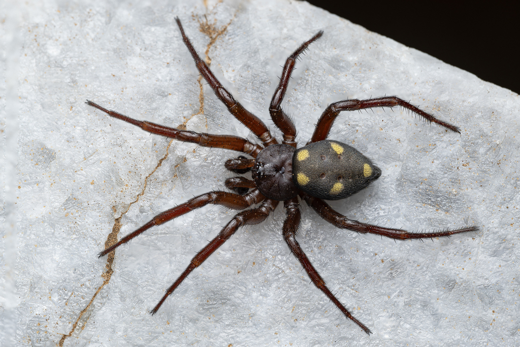 Five-spotted star-web spider, photo 1 of 10