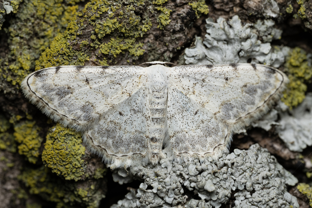 Scopula submutata