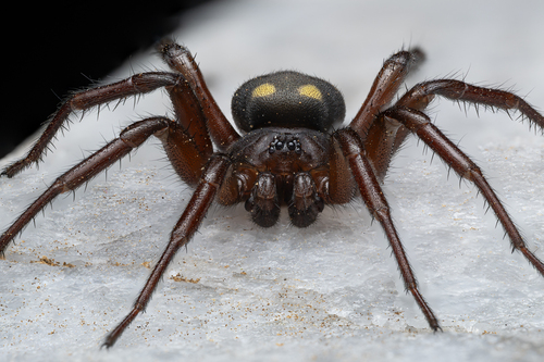 Five-spotted star-web spider, photo 2 of 10