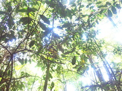 Hedycarya arborea