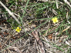 Potentilla erecta