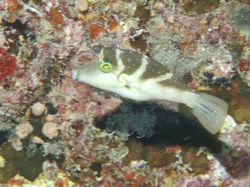 Canthigaster cyanospilota observed 2026-10-11