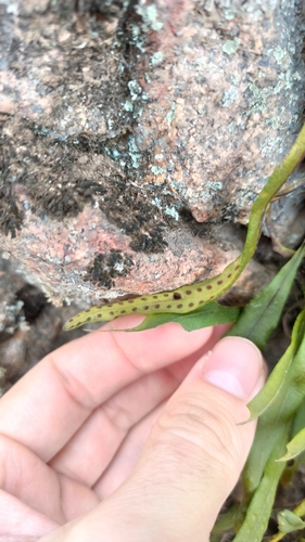 Lepisorus observed 2026-10-18