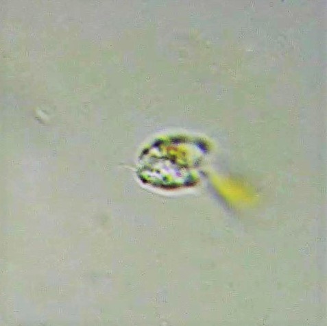 Diphyllatea