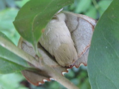 Euhampsonia splendida