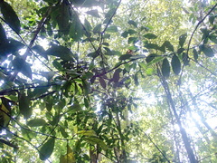 Hedycarya arborea