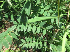 Sophora flavescens