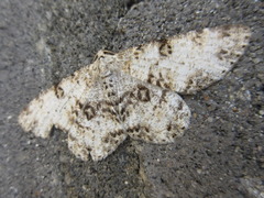 Ophthalmitis albosignaria