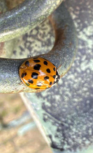 Asian Lady Beetle