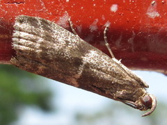 Glyptoteles leucacrinella