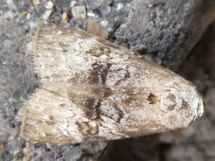 Bryophilina mollicula
