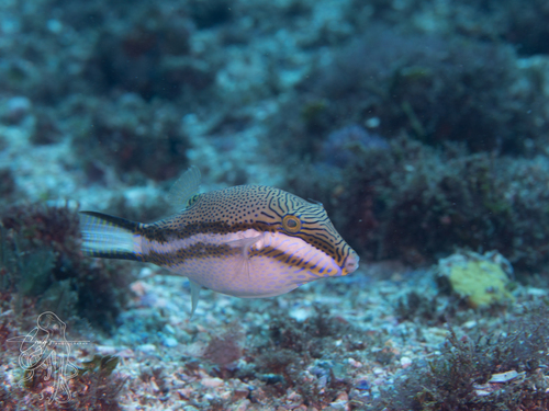 Canthigaster callisterna observed 2026-10-17