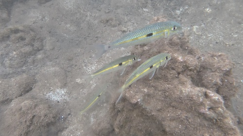 Mulloidichthys flavolineatus observed 2026-10-19