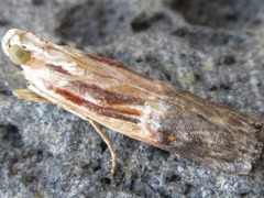 Nephopterix bicolorella