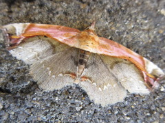 Lophoruza pulcherrima