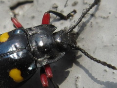 Eumorphus quadriguttatus pulchripes