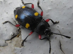 Eumorphus quadriguttatus pulchripes