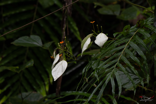 Mussaenda frondosa observed 2026-10-02