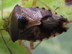Elasmucha putoni