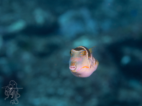 Canthigaster axiologus observed 2026-10-17