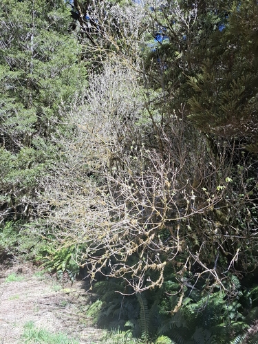 Hoheria glabrata observed 2026-10-17