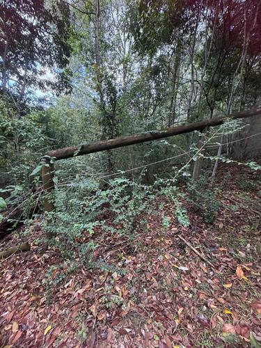 Maclura cochinchinensis observed 2026-10-20