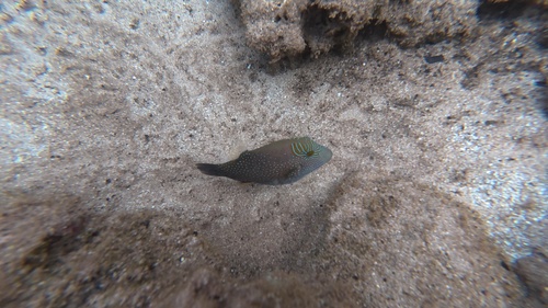 Canthigaster observed 2026-10-19