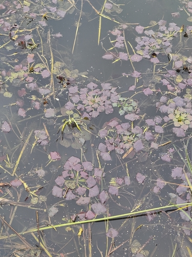 Water caltrop