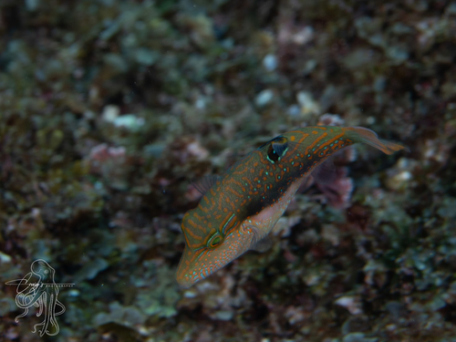 Canthigaster bennetti observed 2026-10-17