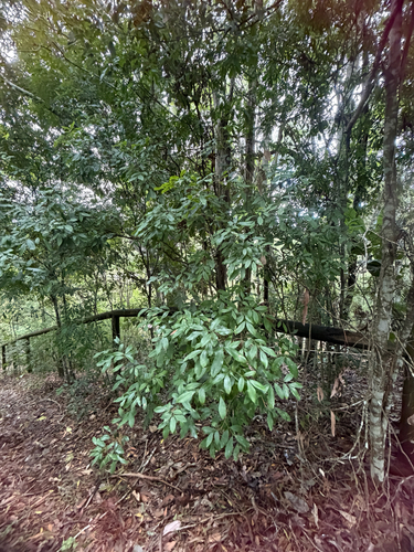 Guioa observed 2026-10-20
