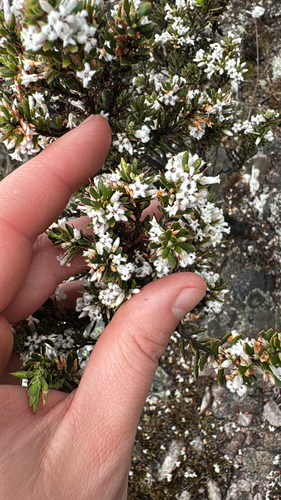 Leucopogon obovatus, 2026-10-20