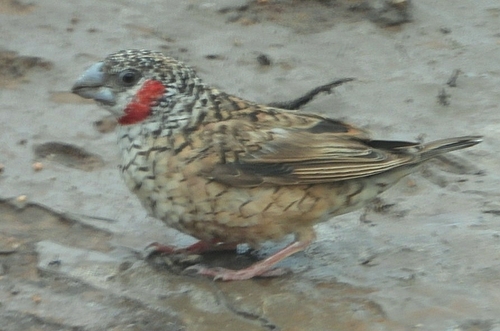 Amadina fasciata observed 2026-10-02