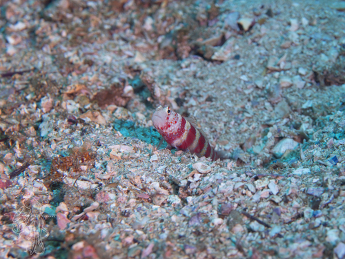 Amblyeleotris wheeleri observed 2026-10-17