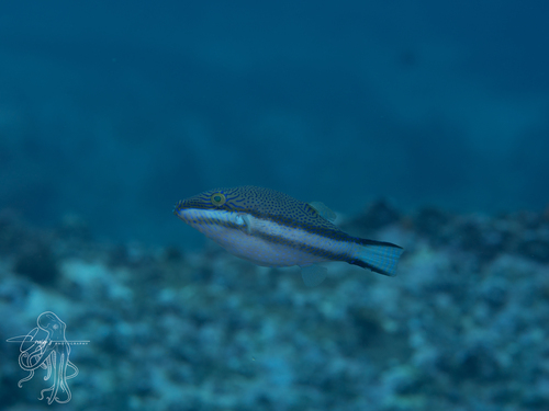 Canthigaster callisterna observed 2026-10-17
