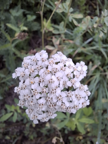 common yarrow