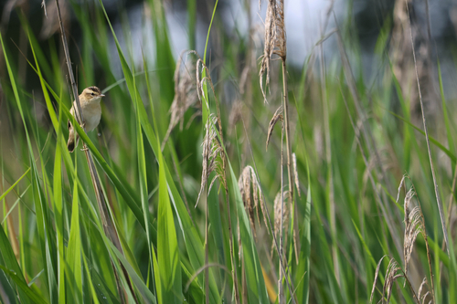 iNaturalist image