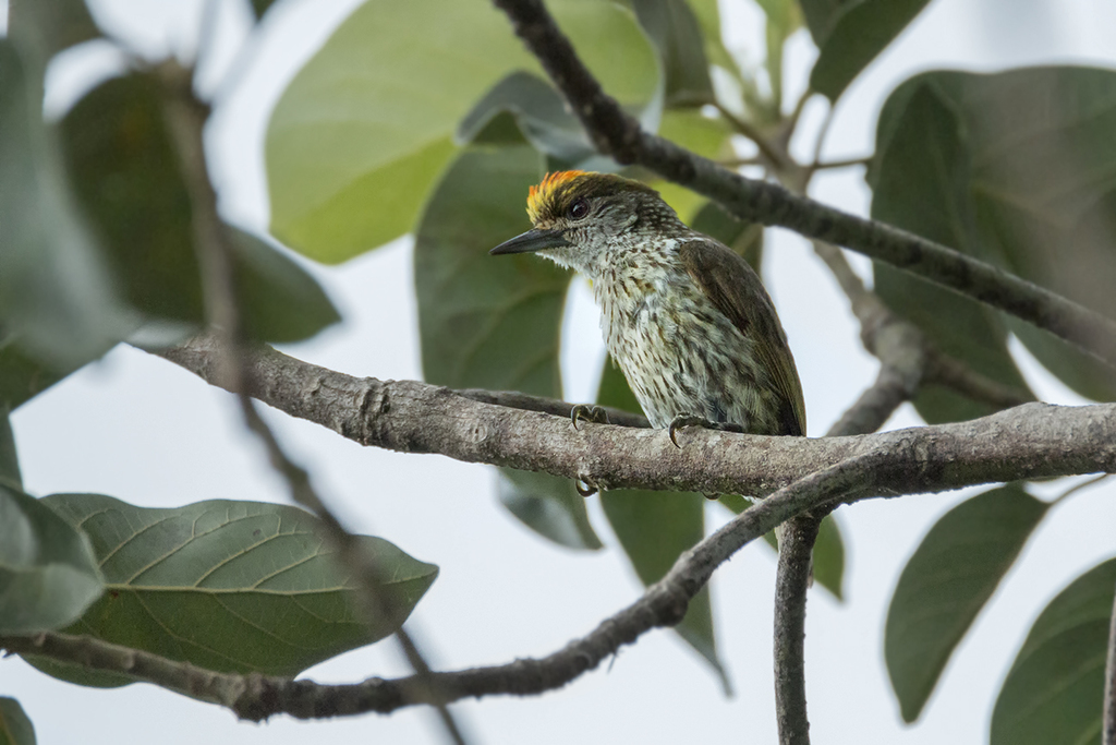 Antillean Piculet
