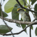 Antillean Piculet - Photo (c) Pedro Genaro Rodriguez, some rights reserved (CC BY-NC), uploaded by Pedro Genaro Rodriguez