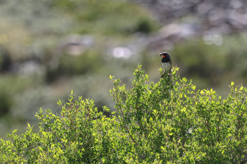 iNaturalist image