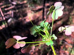 Oxalis chnoodes